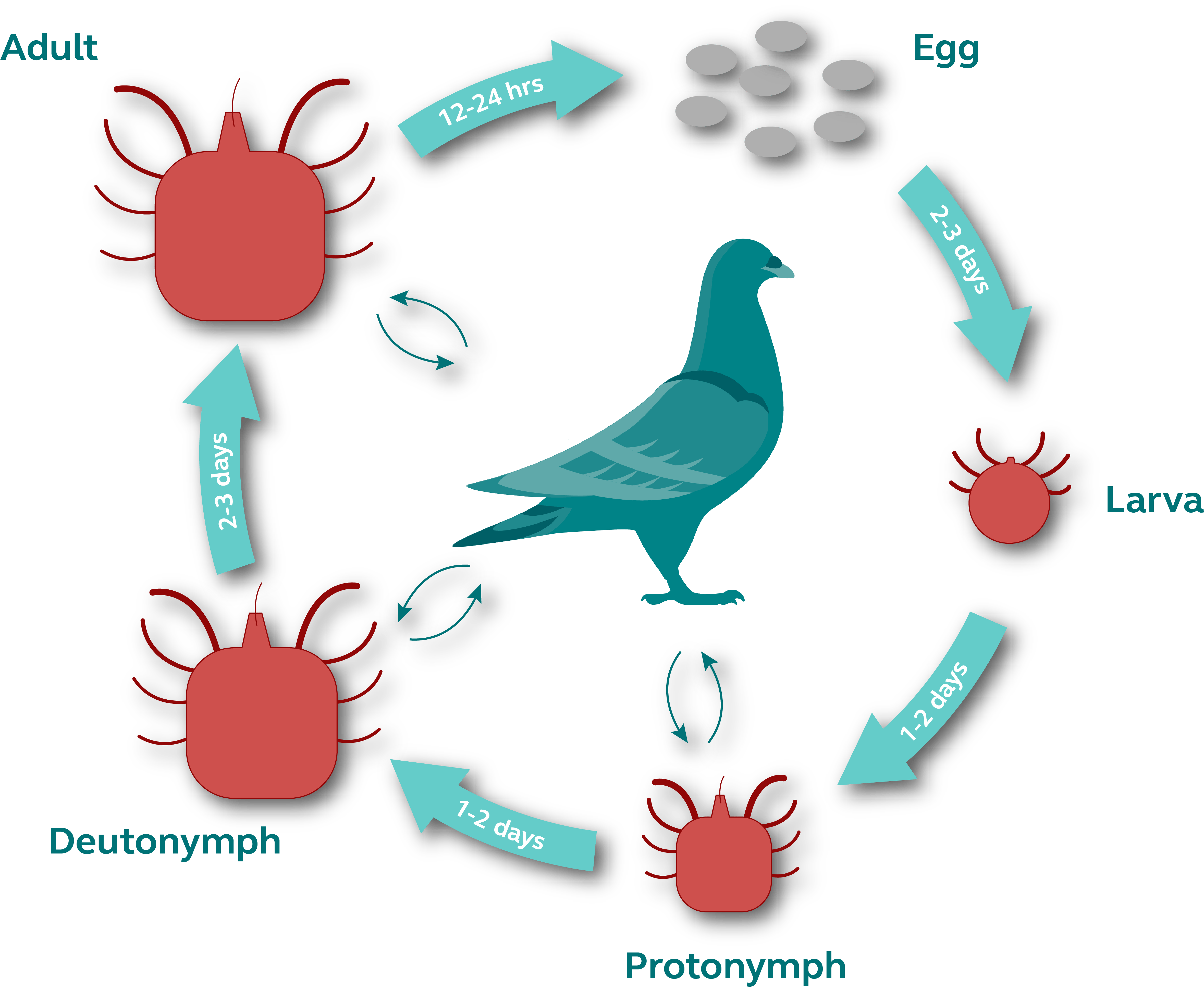 Life Cycle of Red Mite